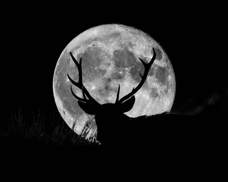 Buck Moon