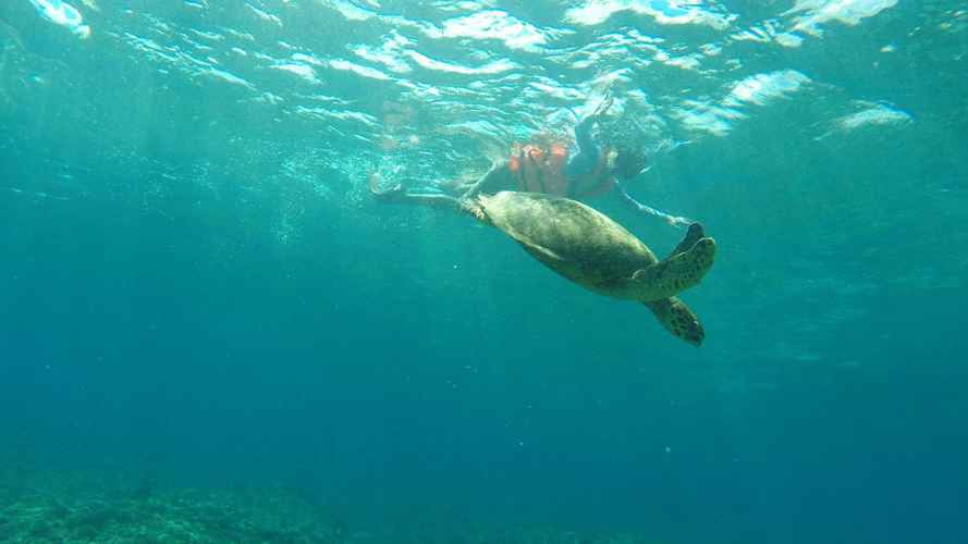 turtle-swim-Bali-Indonesia