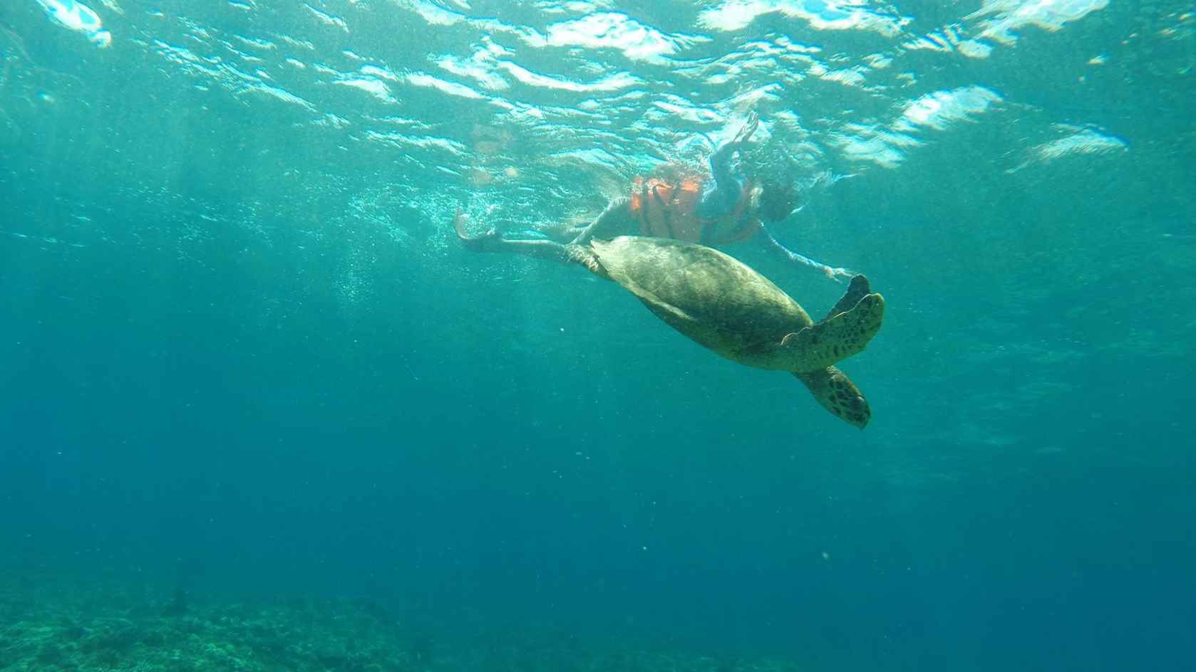 turtle-swim-Bali-Indonesia