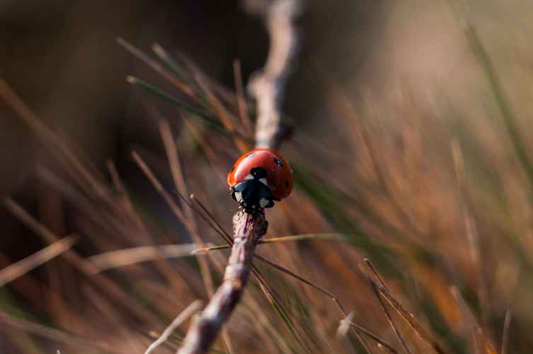 ladybug-crawl-lone-branch