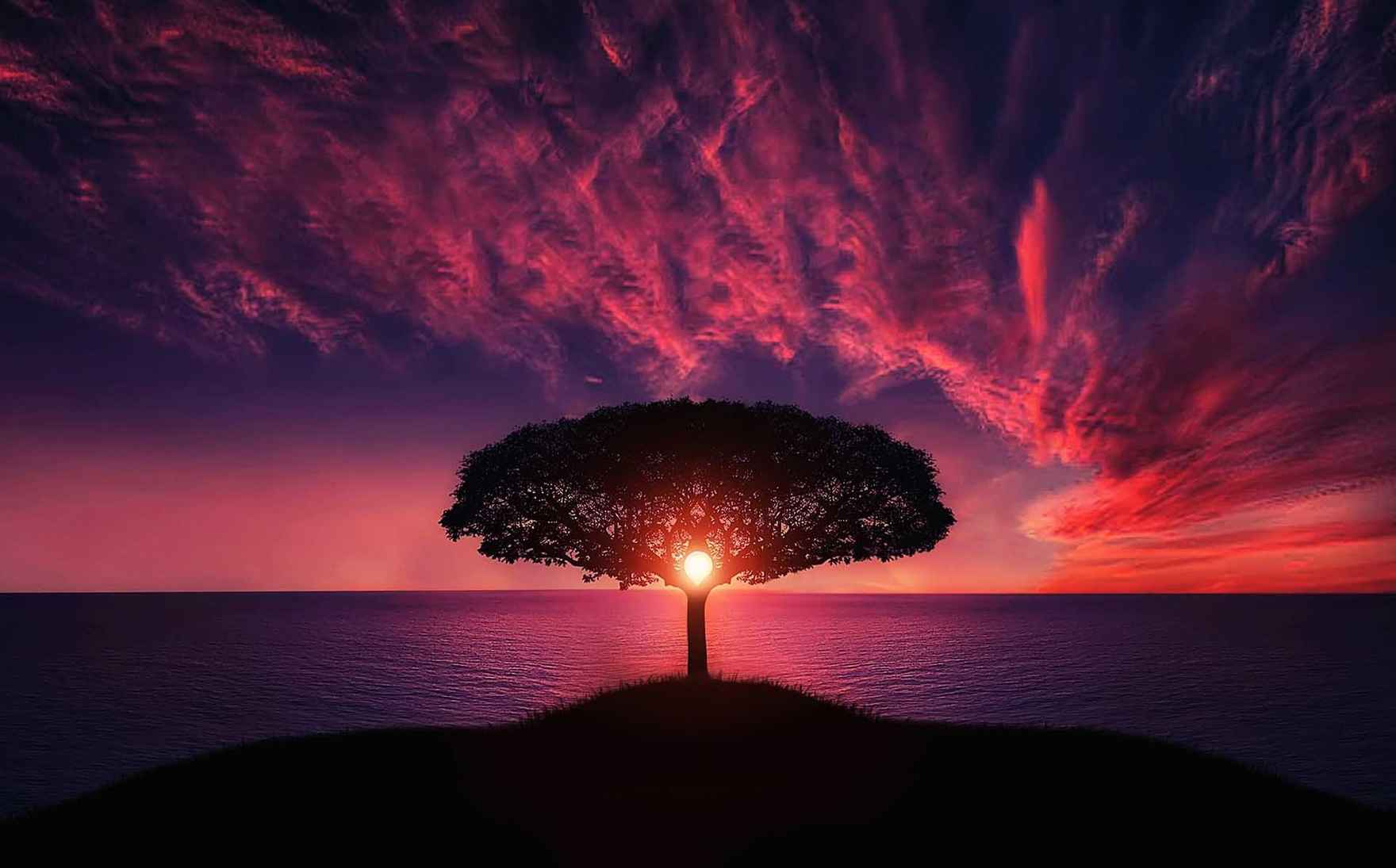 tree-of-life-rose-sunset-ocean