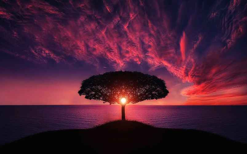 tree-of-life-rose-sunset-ocean