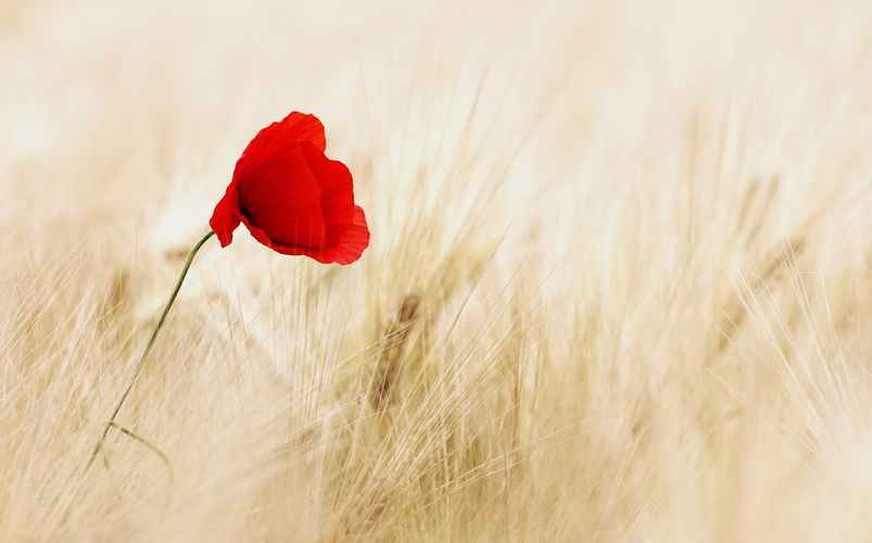 lone red poppy flower field