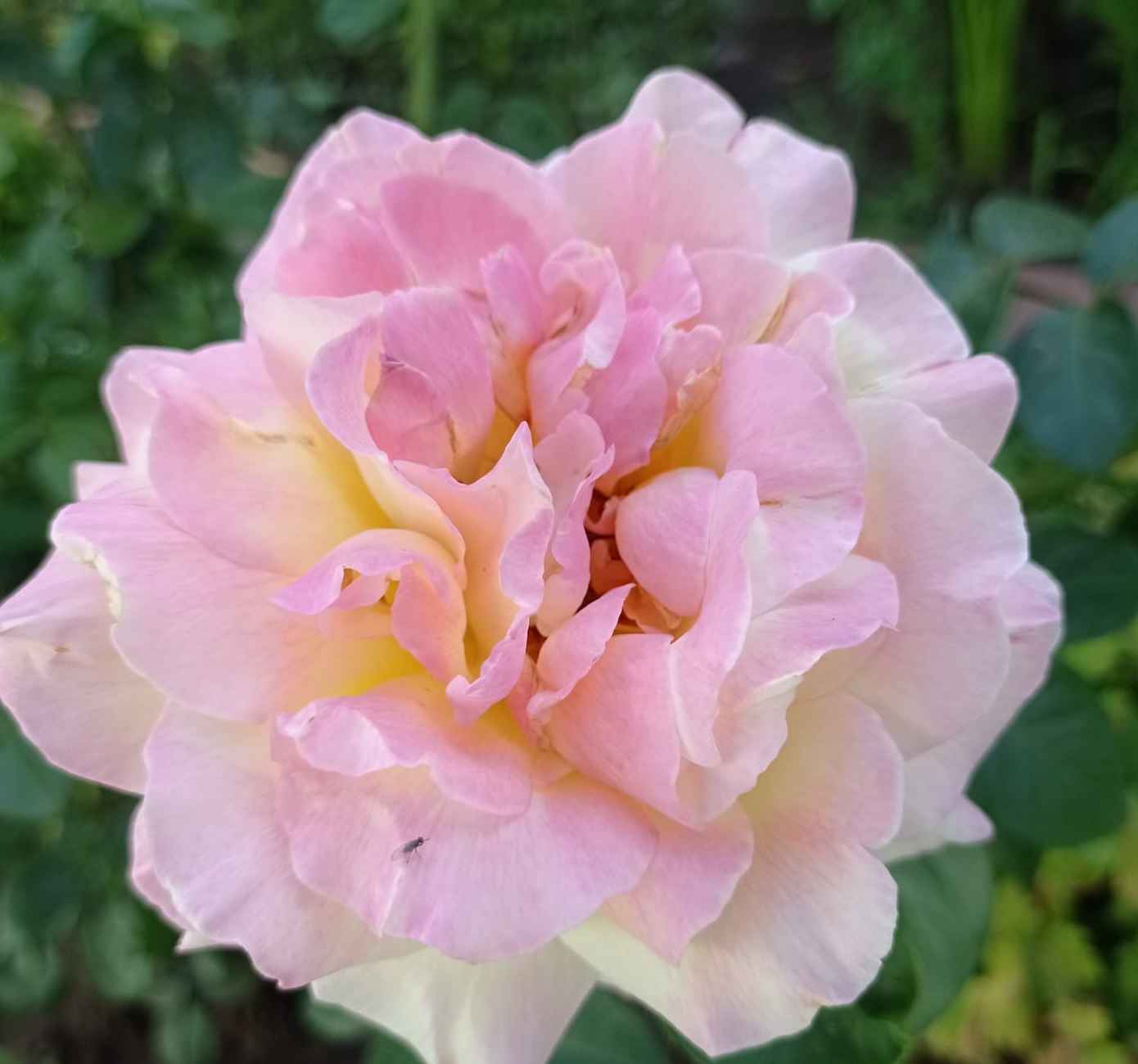Hellrosa Rose. Galina