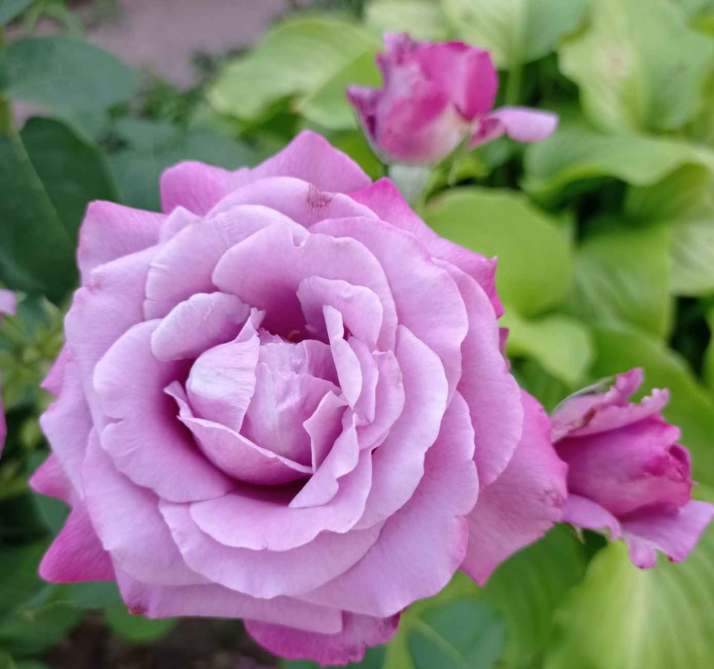 Rosa Rose. Galina