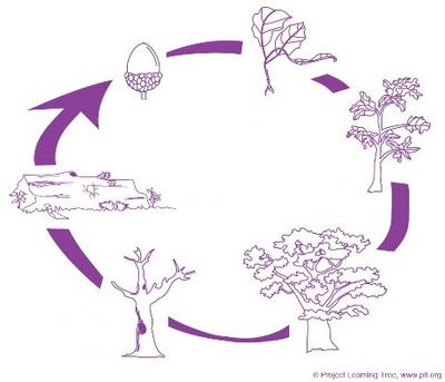 Timelines Setting Your Expectations to Avoid Massive Frustration - PLT-tree-lifecylce-diagram