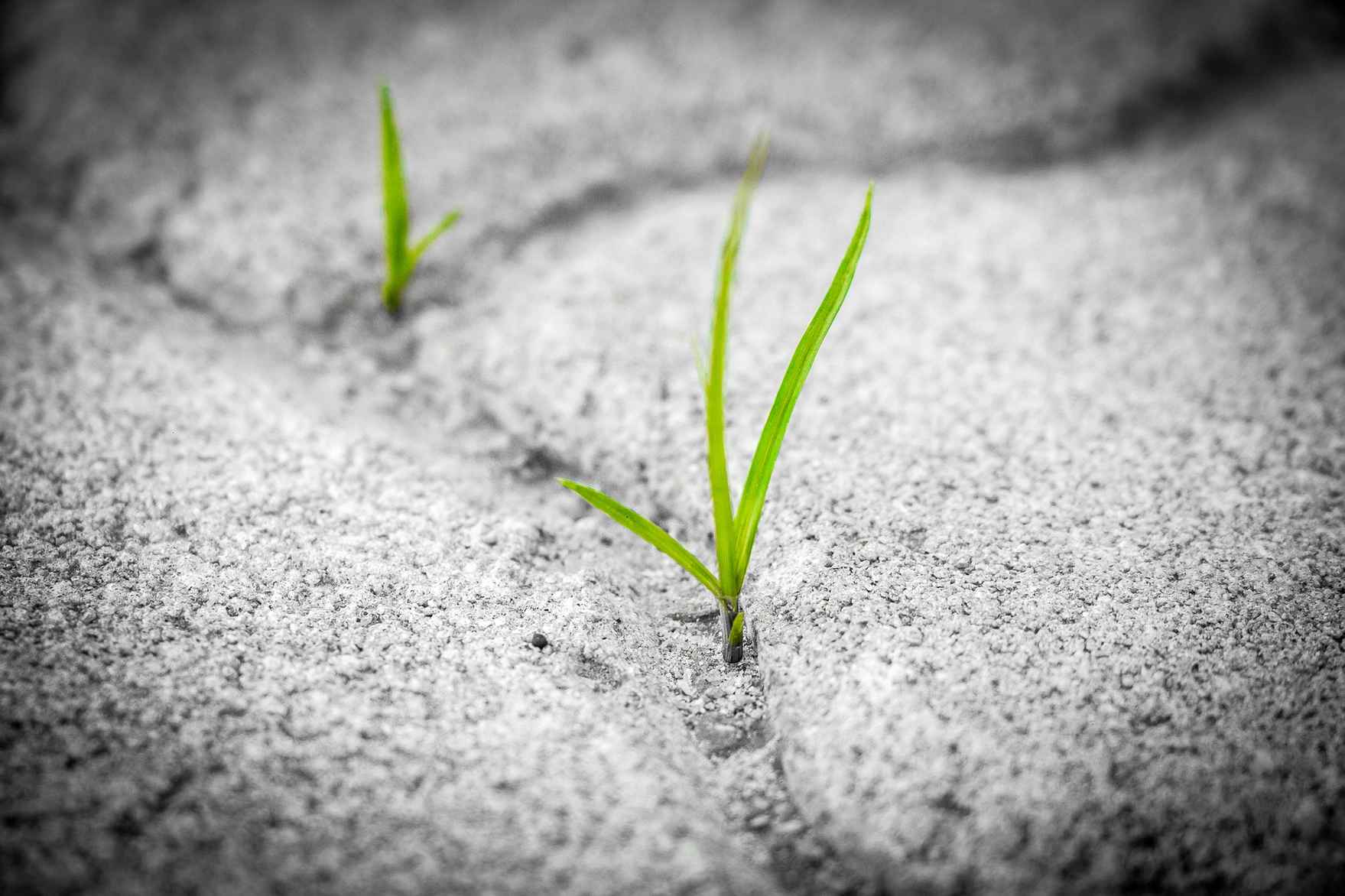grass-sprout-between-stones