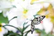 Lesson7_s_butterfly-1278815_640_Image by Jill Wellington from Pixabay