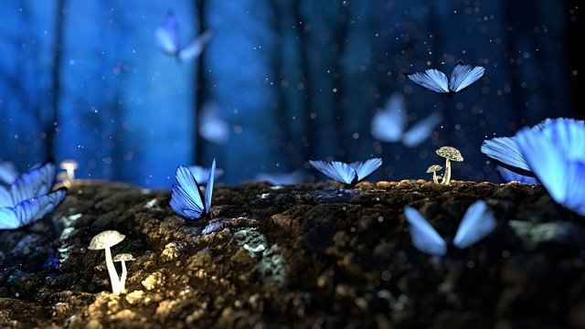 Blå sommerfugle magi