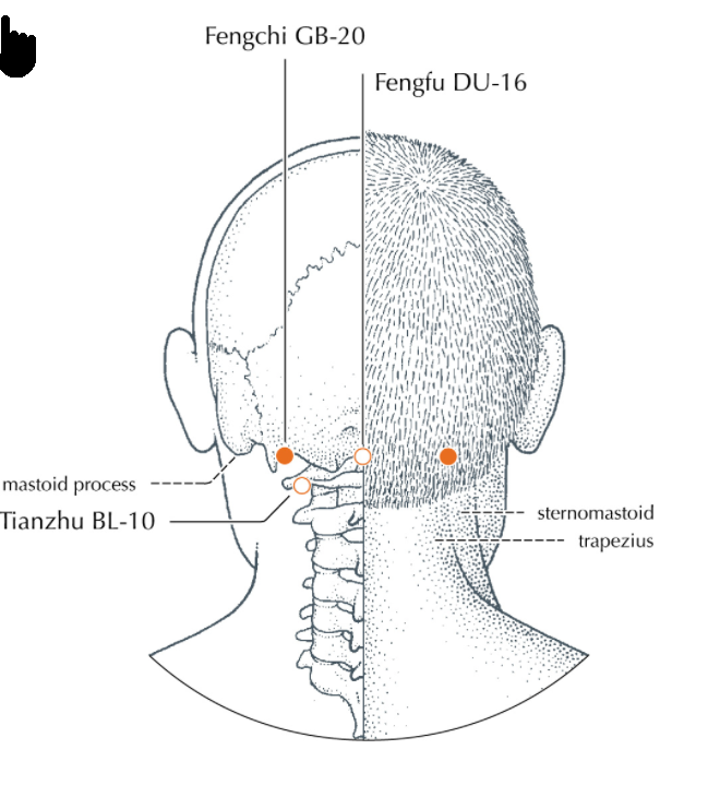 Acupoints of the Head, Face and Neck