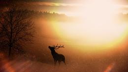 field-643499_1920
