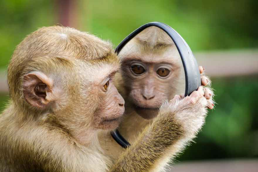 A monkey watching it's own reflection in a mirror