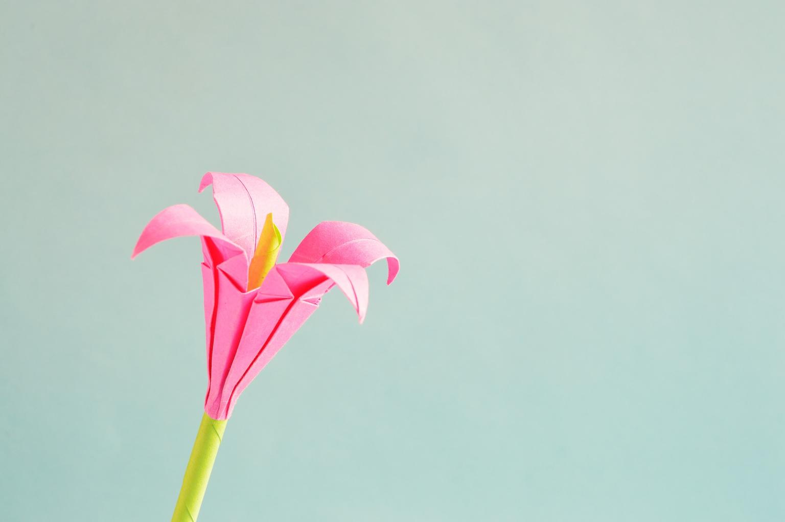tulip