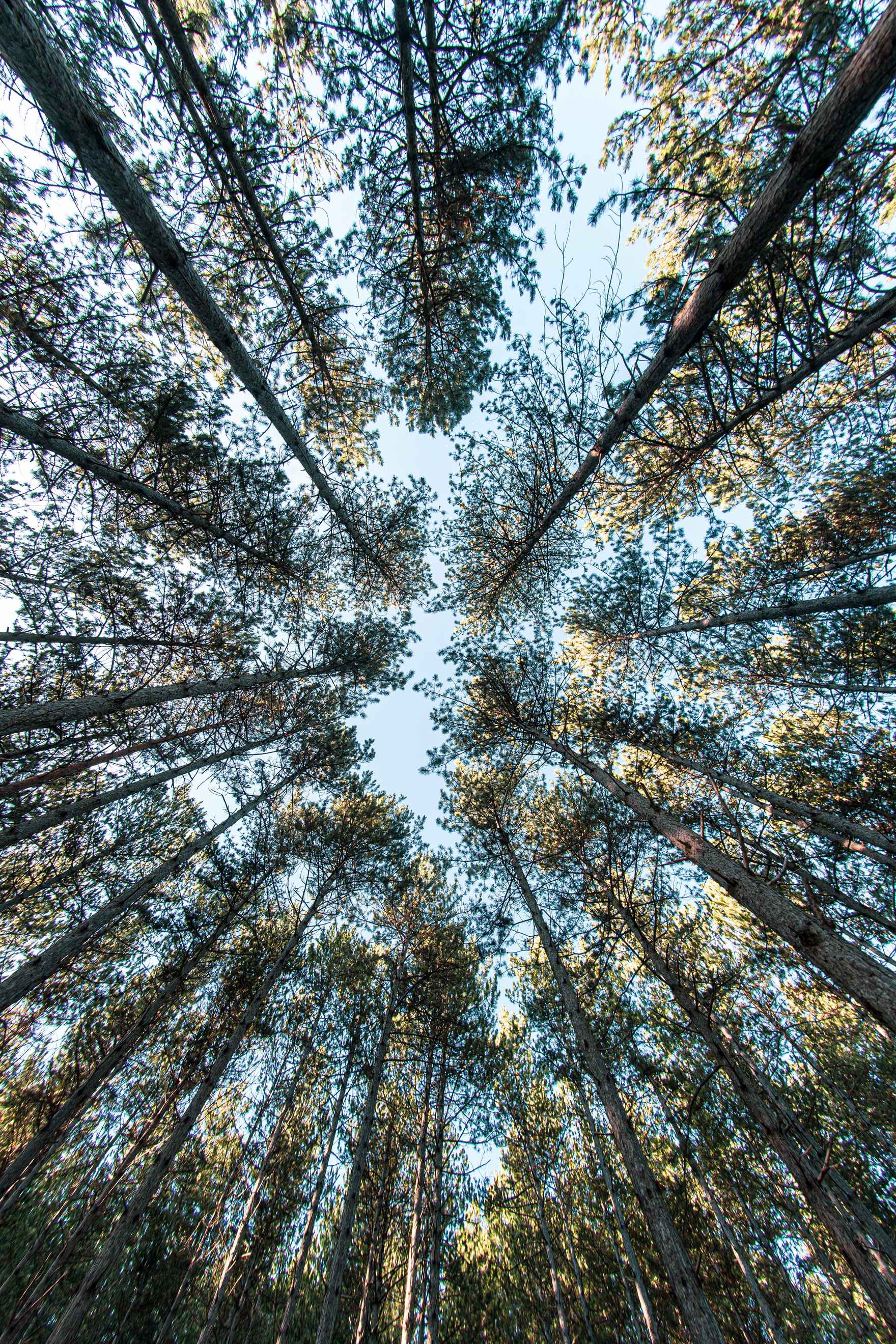 trees from below