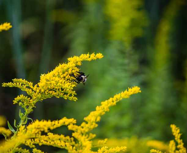 a bee on goldenrod