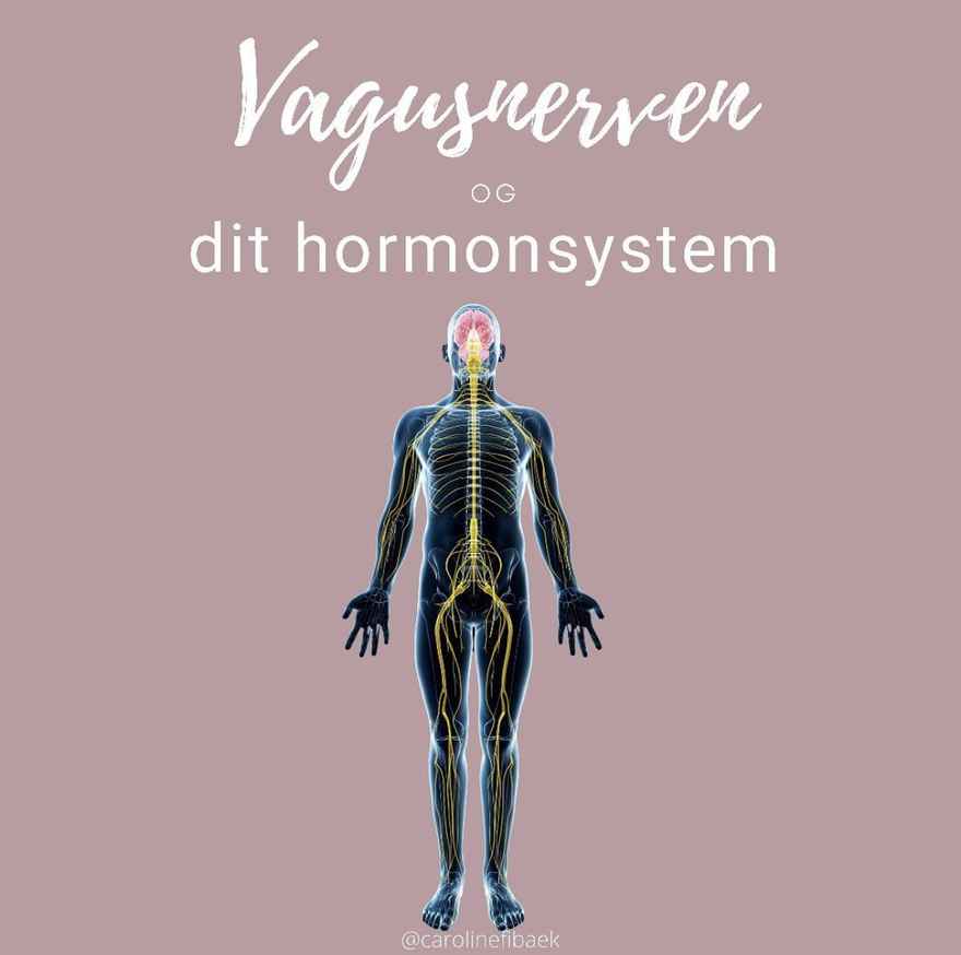 vagusnerven og dit hormonsystem