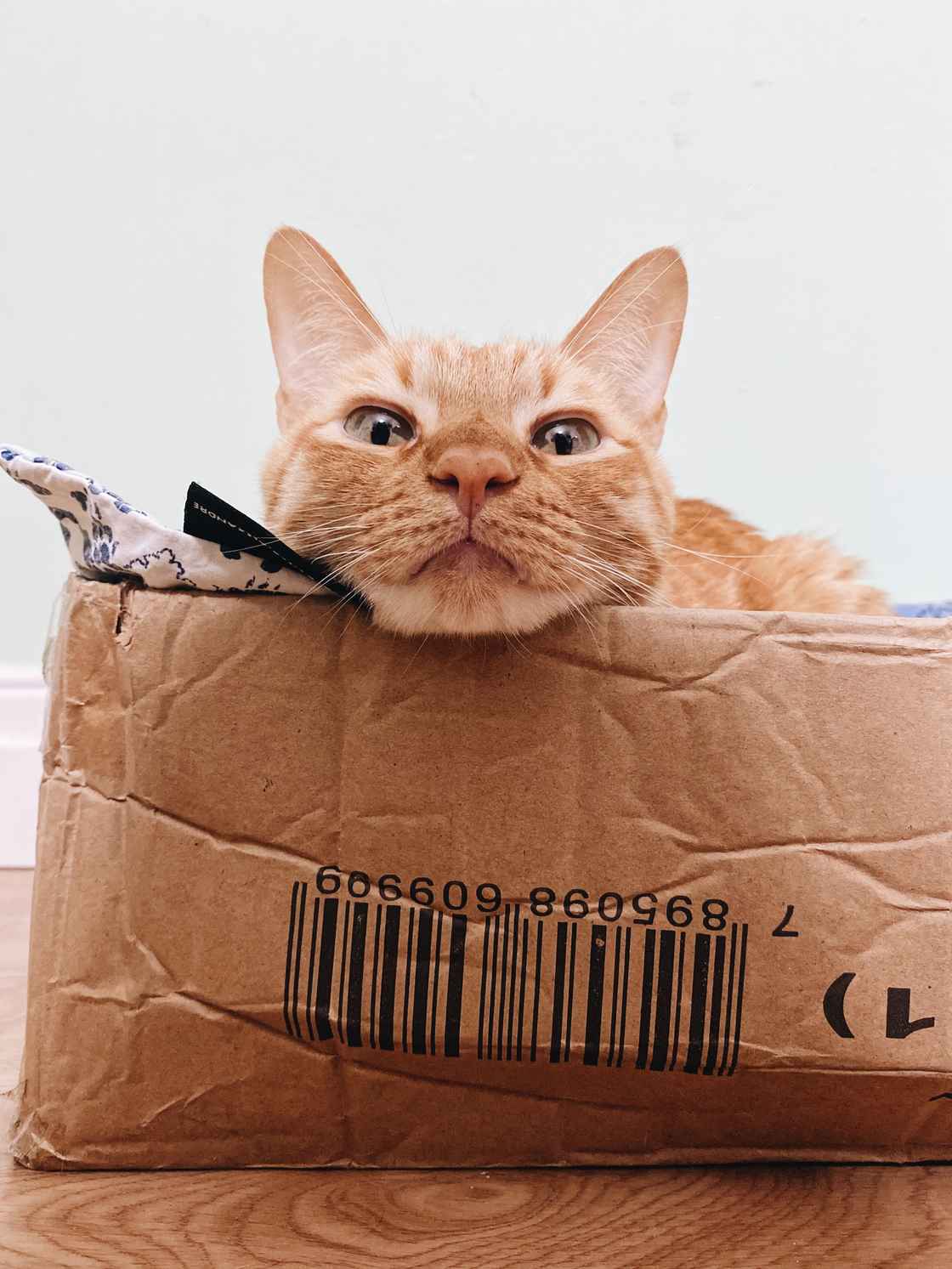 katt i en boks