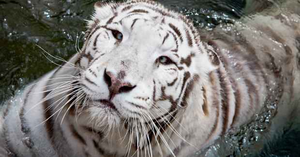 41.1-hvid-tiger-vandtiger-1200x628