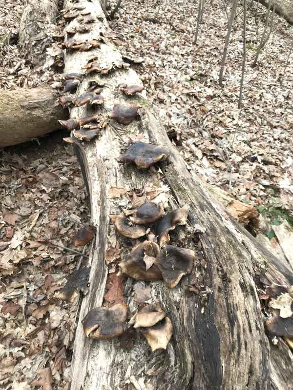 fungal log