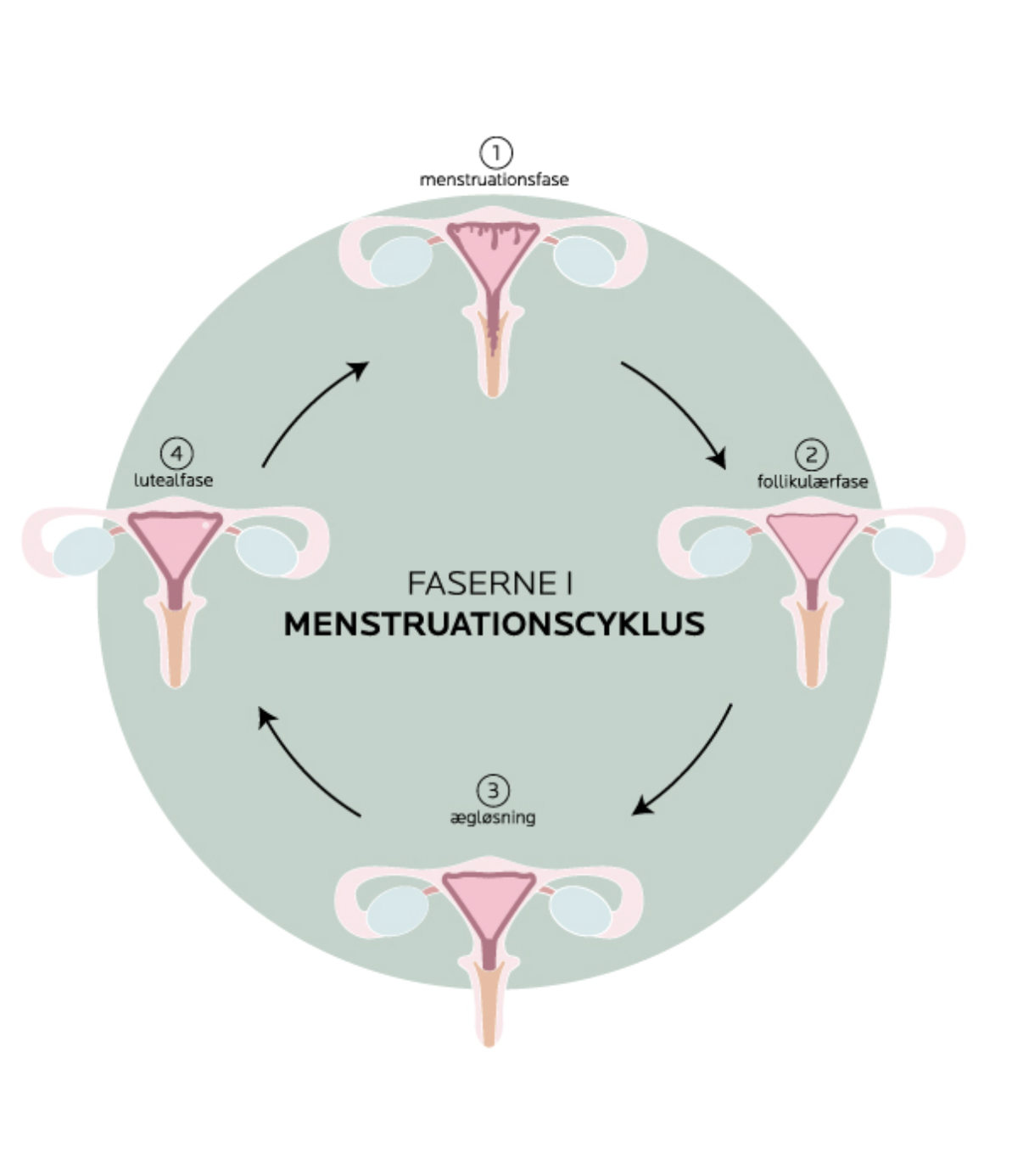 faserne i mensturation