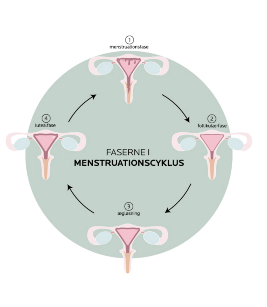 faserne i mensturation