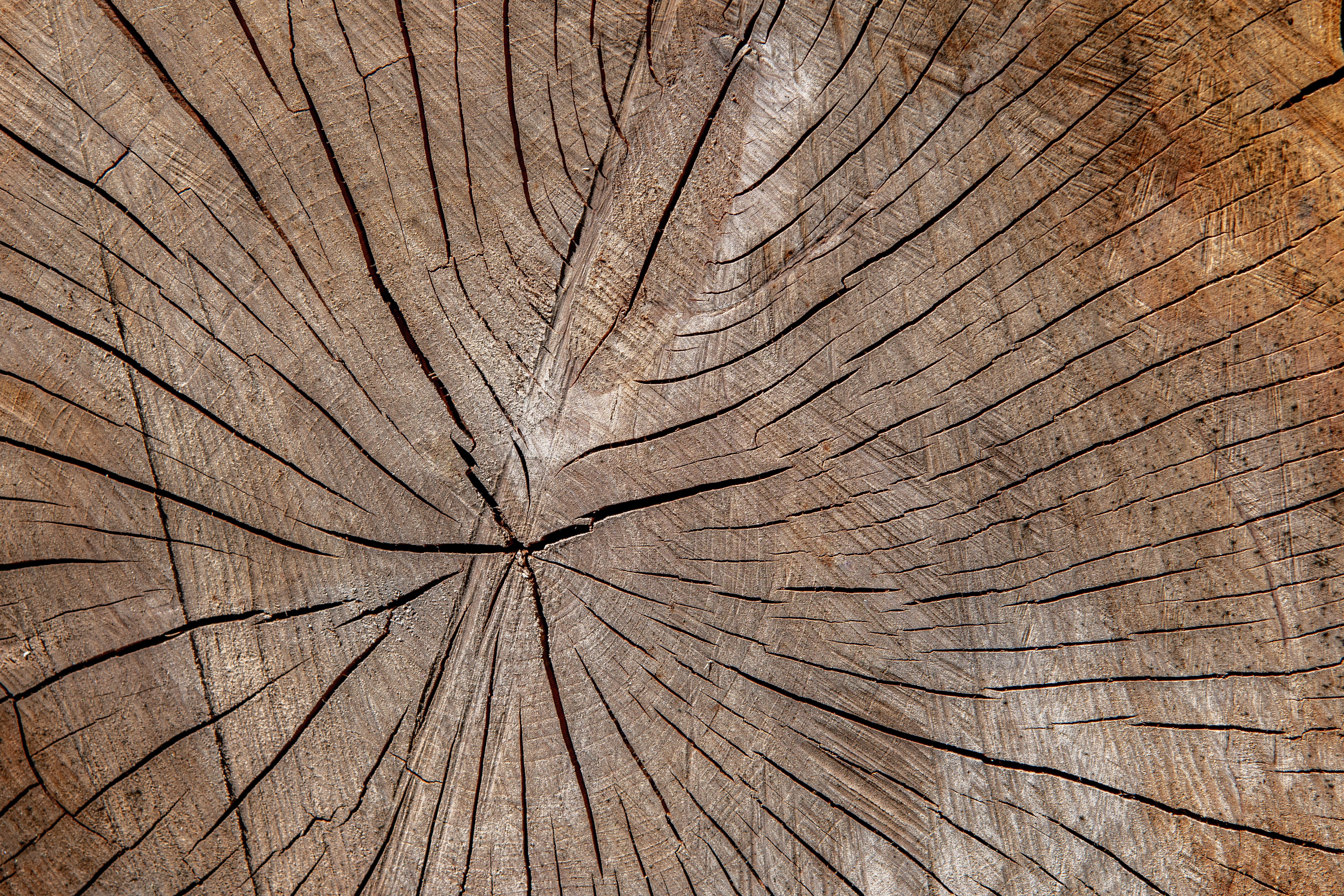 bosco-shots-Y37YTmBLBUE-unsplash