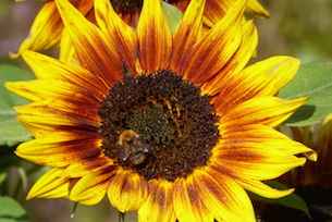 sunflowercircle