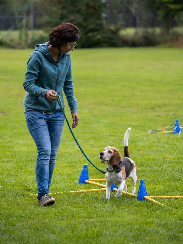 Dog Physiology and dog sports