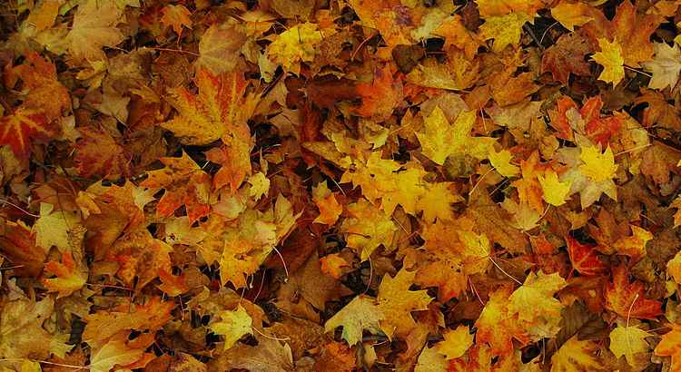 Autumn_Leaves_coloured
