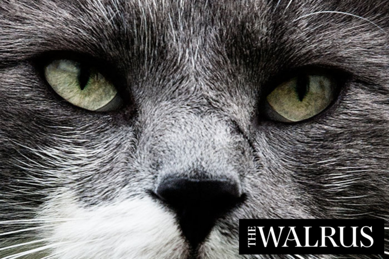 The Walrus -The Cat