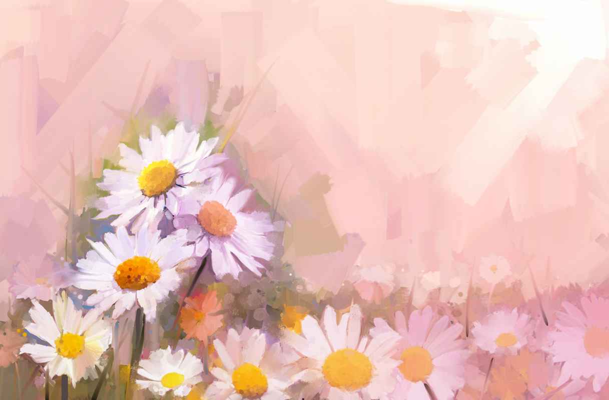 Daisies. pink. dreamstime_xl_48628558