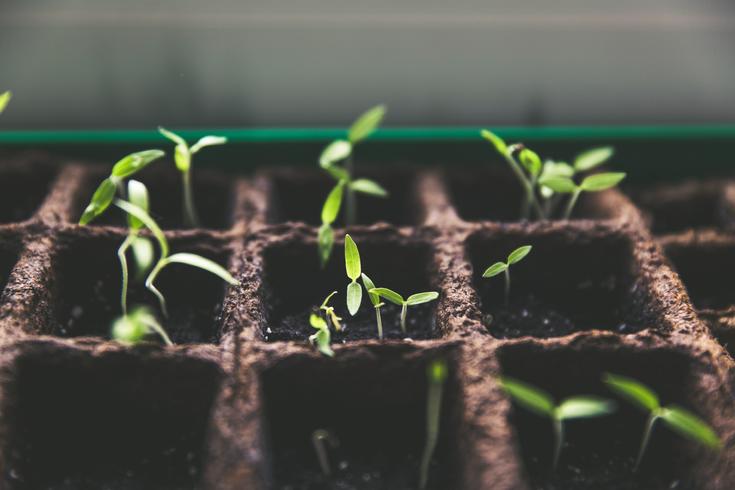 seedlings in tray