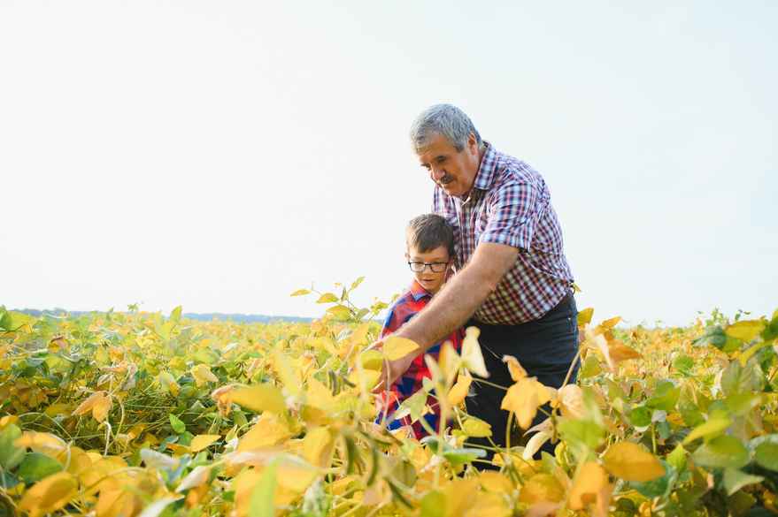 family-farming-farmers-grandfather-with-little-grandson-soybean-field-grandfather-teaches-grandson-family-business