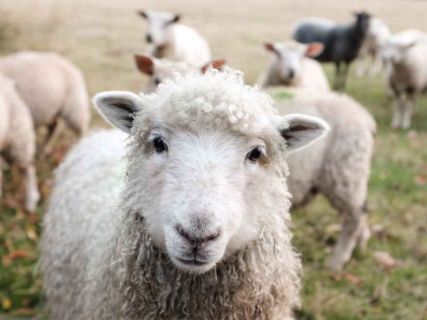 flock-of-sheep-photo