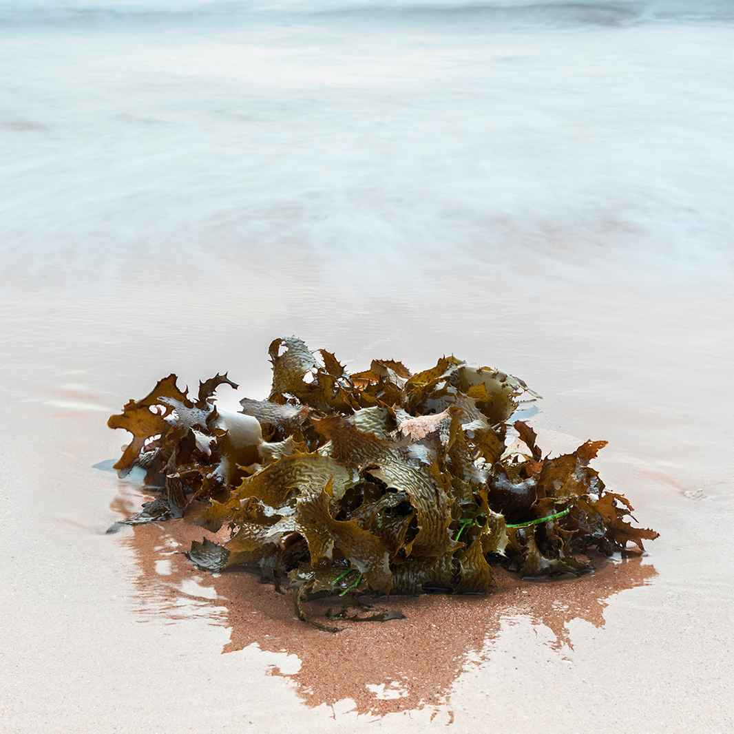 Algae on sand