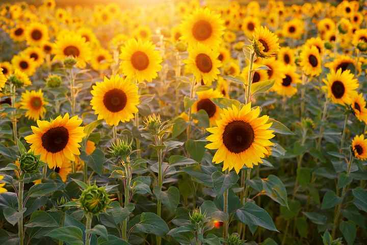 sunflower-3550693__480