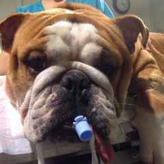 Norsk Engelsk Bulldog med Tube i munnen. Fått av Norsk veterinær (002)