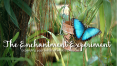 The Enchantment Experiment 800 x 450