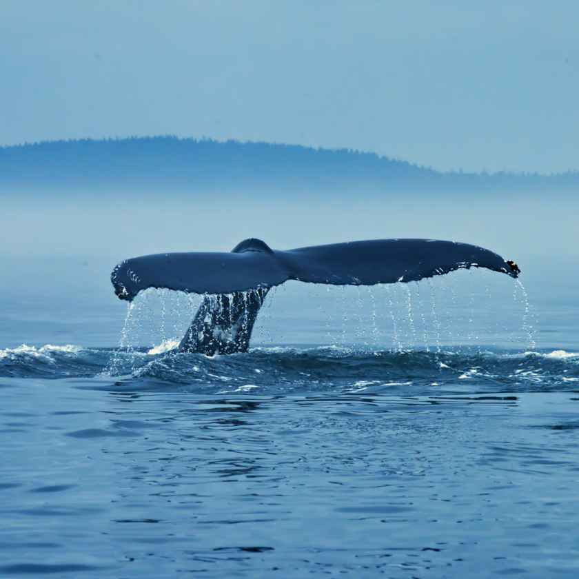 Whale's Tail 