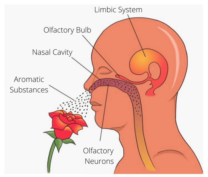 The limbic system explained from a drawing and how smell affects it