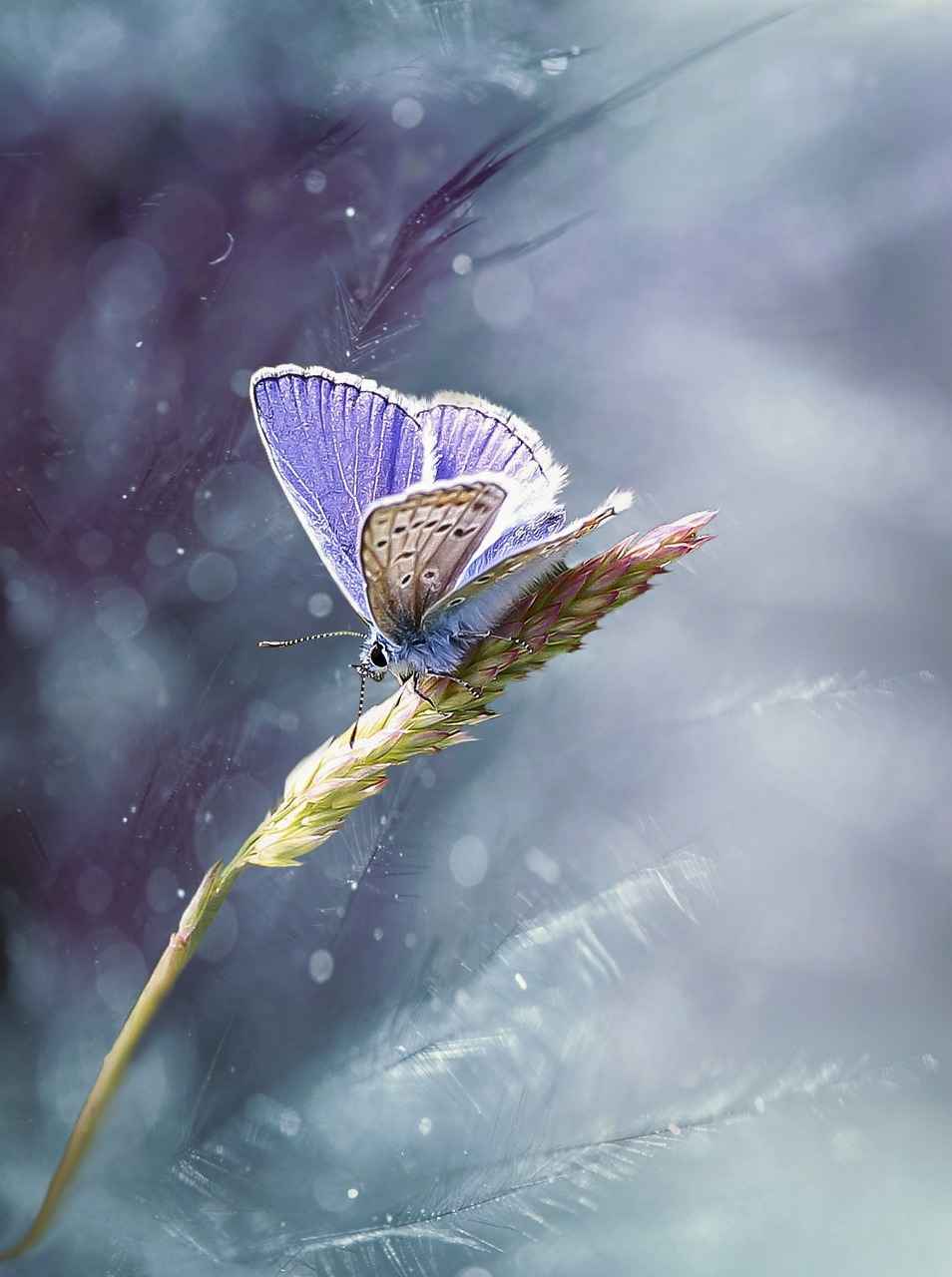 Spiritual Intelligence Artisans Light Workers Healers butterfly-4922520_1280_Image by Gabriela Piwowarska from Pixabay