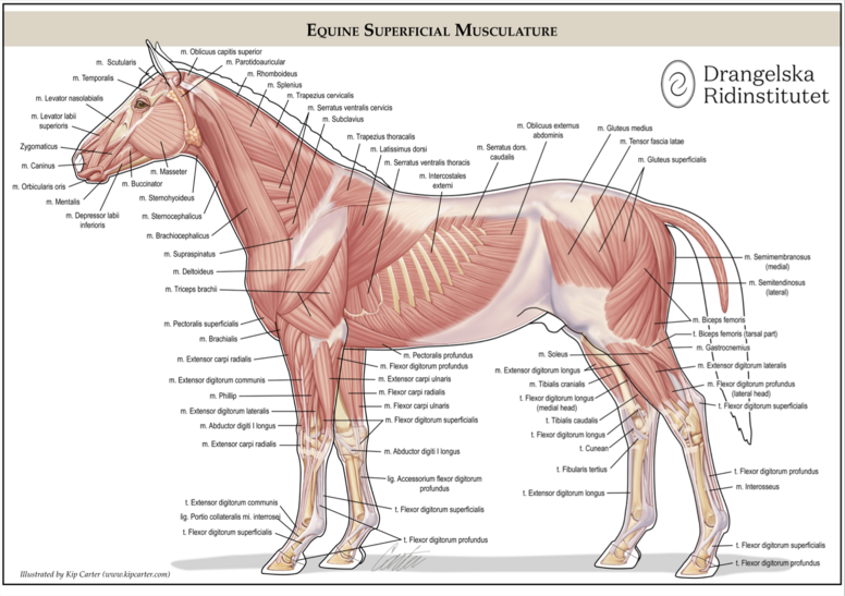 Affisch Equine Musculature 