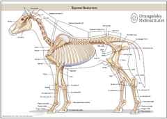 Equine Skeleton