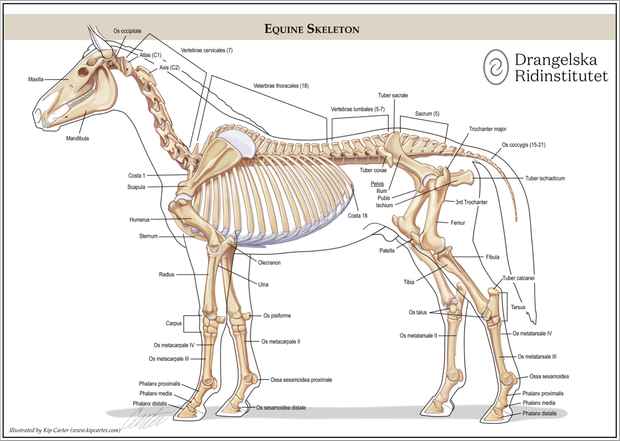 Equine Skeleton