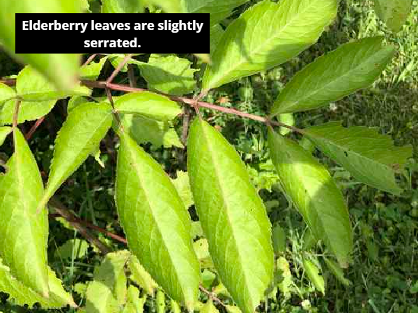 elderberry leaves are slightly serrated