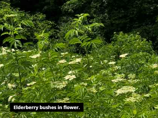 elderberry bushes in flower