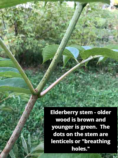 elderberry stem with lenticels
