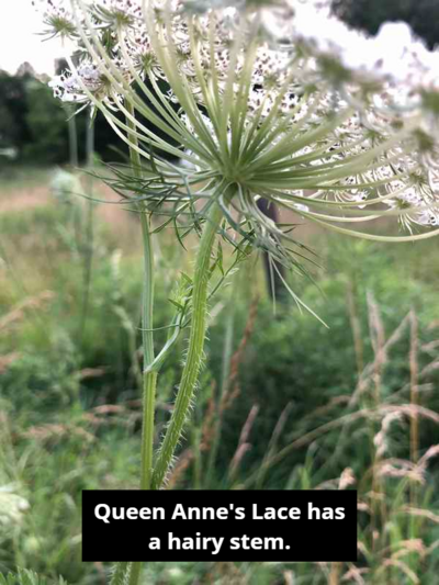 queen anne's lace with hairy stem