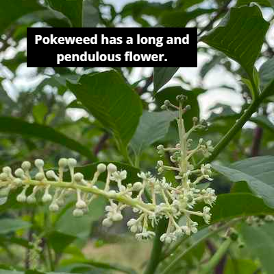 pokeweed has a pendulous flower