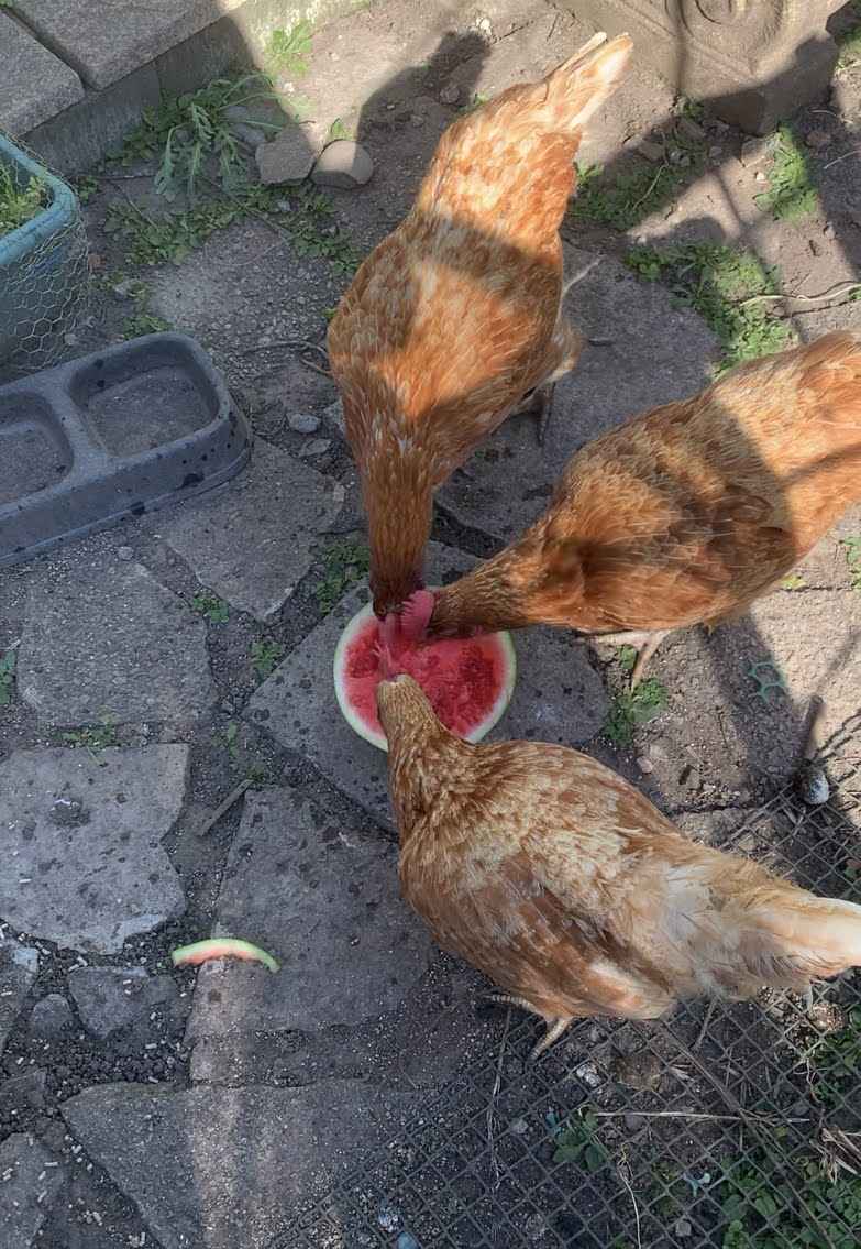 Chickens eating watermelon
